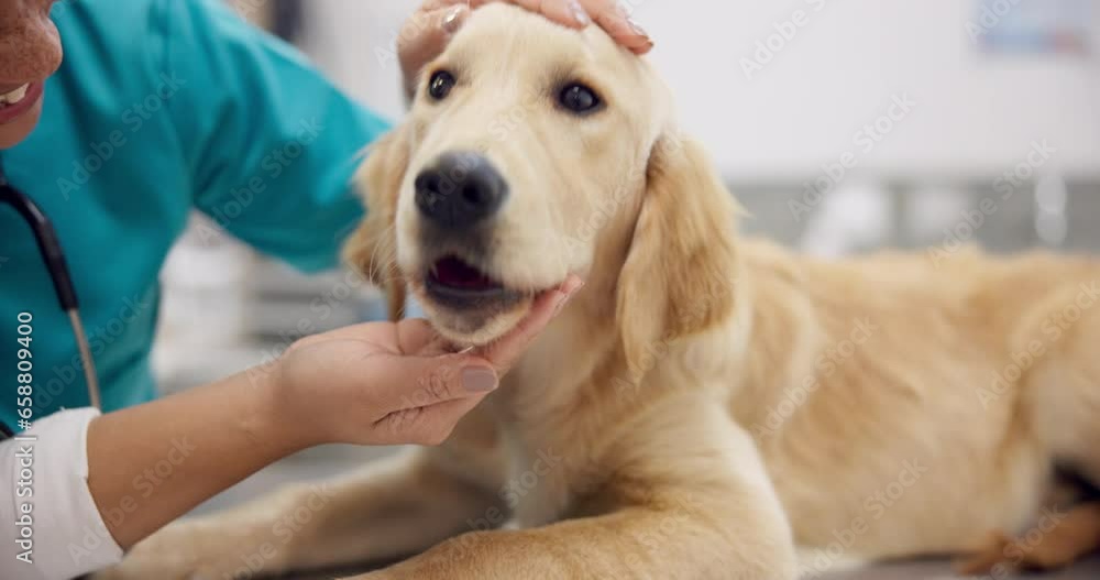 Dog, eating and vet with food in hand at clinic, hospital or calm pet, puppy and animal in healthcare. Feeding, labrador retriever and eat from nurse or doctor in rescue center or health care office Dog, eating and vet with food in hand at clinic, hospital or calm pet, puppy and animal in healthcare. Feeding, labrador retriever and eat from nurse or doctor in rescue center or health care office