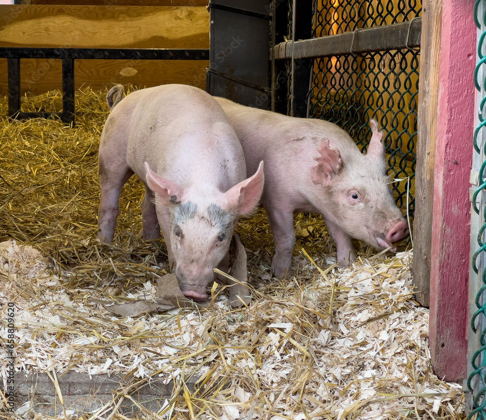 Two piglets running around playing in a small barn. This cute scene of farm animals having fun was shot at a local fair in New England. Two piglets running around playing in a small barn. This cute scene of farm animals having fun was shot at a local fair in New England.