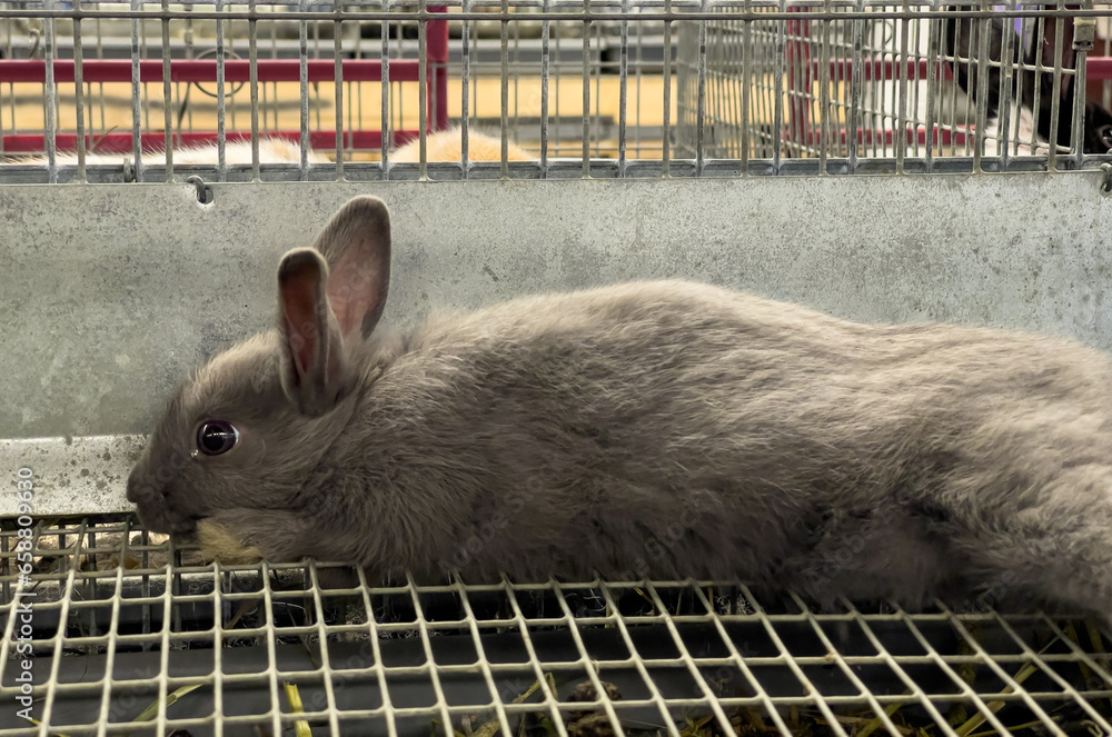 Fair Rabbids A bunny laying in its cage, tucked away. These farm animals at the New ...