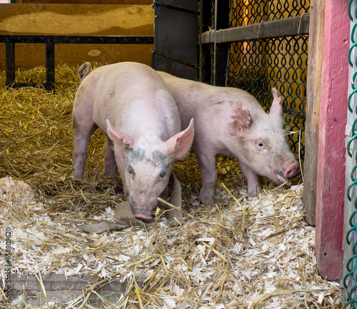 Two piglets running around playing in a small barn. This cute scene of farm animals having fun was shot at a local fair in New England.