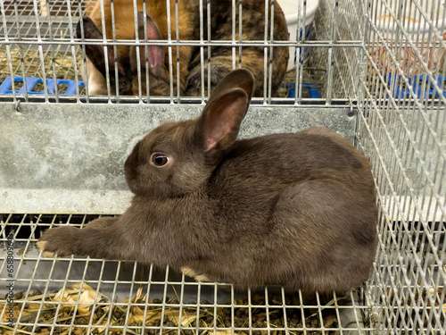 A tan brown small bunny laying down in a cage. This fair farm animal is a rabbit with long ears. Adorable cute bunny, house pet. Fair in New England.