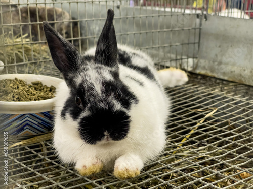 A black and white bunny rabbit in a cage during the fair. This cute farm animal is laying down alone. Soft, fluffy and cute rabbit full body profile and shape.