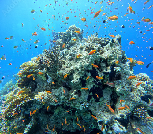 Coral reef in the Red Sea next to Sharm El-Sheikh