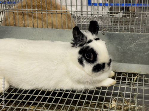 A black and white bunny rabbit in a cage during the fair. This cute farm animal is laying down alone. Soft, fluffy and cute rabbit full body profile and shape.