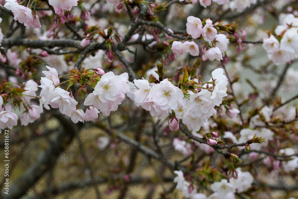 仁和寺境内の満開の御室桜 仁和寺境内の満開の御室桜