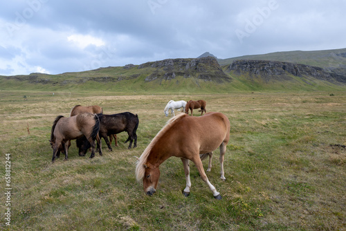 Horses in pasture on Iceland Route 47 with volcanic landscape in background under sunny autumn cloudscape.