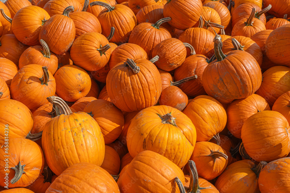 pumpkin harvest in pile in autumn season pumpkin harvest in pile in autumn season