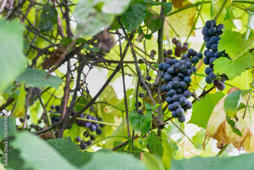 A bunch of ripe grapes on a branch.