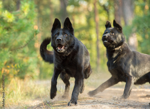 Canvas Print a pair of black shepherd dogs in the forest