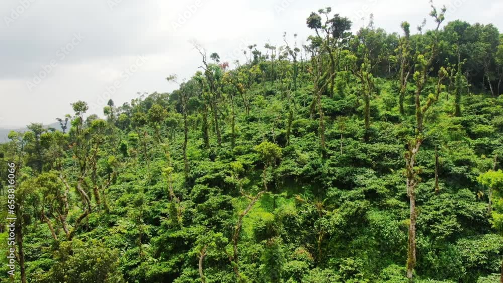 top view of coffee plantation on mountain top view of coffee plantation on mountain