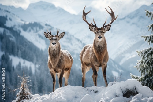 two deer standing in the snow on mointains covered landscape, in the style of mysterious backdrops photo