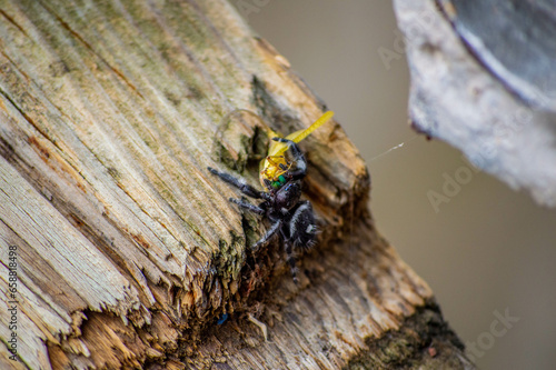 spider eating a bug