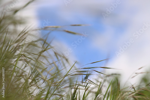 Wild grass spikes against cloudy blue sky with sunlight, low angle view perspective. Wild spikes in the meadow inflates the wind. Feather Grass. Europe, Germany, Bavaria. Copy Space. Selective focus