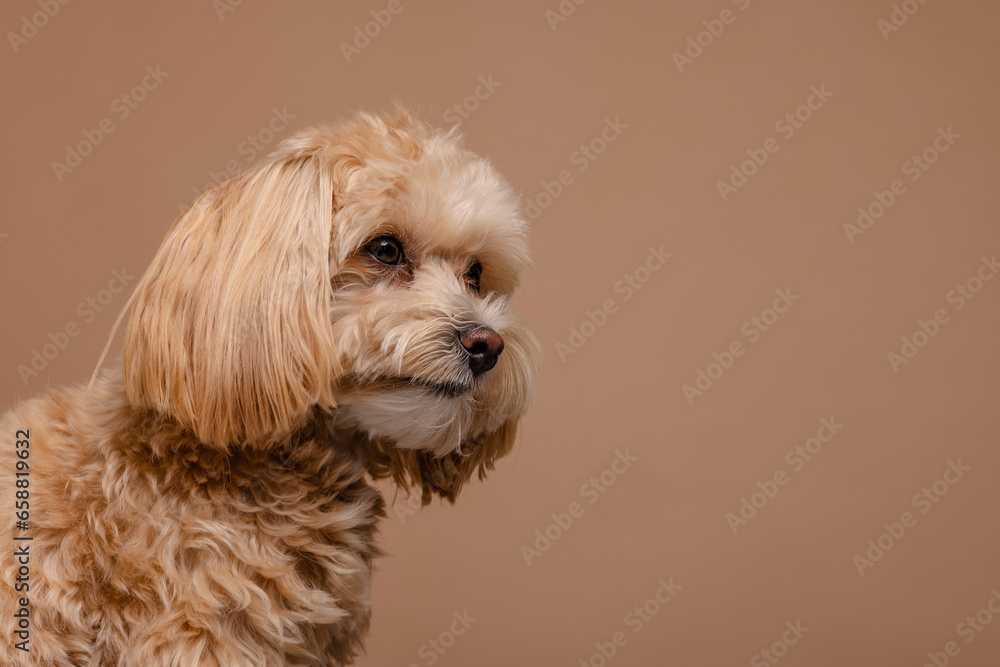 Maltipoo dog portrait on empty beige background, happy dogs concept