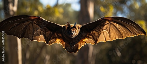 Indian Flying Fox flying above Tissamaharama in Sri Lanka With copyspace for text photo