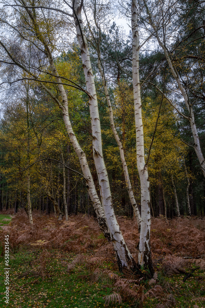 Silver birches in Cat's Bottom forest in autumn, Sandringham, Norfolk Silver birches in Cat's Bottom forest in autumn, Sandringham, Norfolk