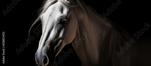 Andalusian horse art subtle picture of horse looking back with expressive eye
