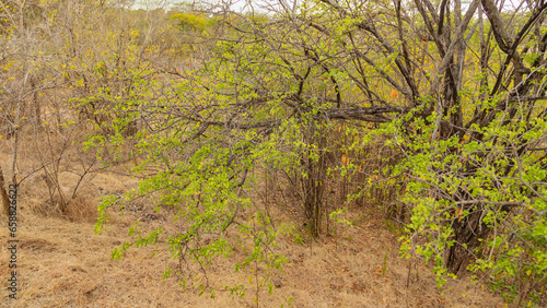 trees, brush in the middle of nowhere