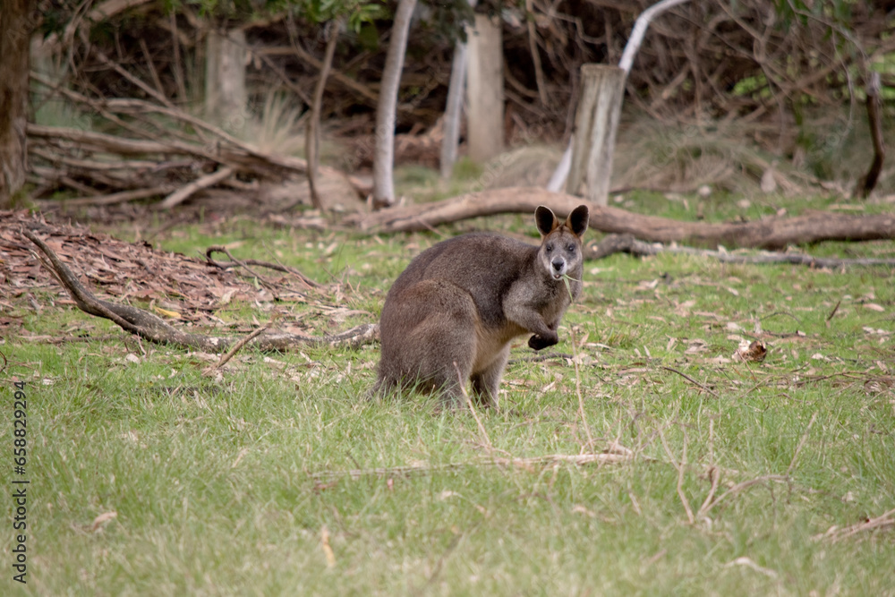The swamp wallaby has dark brown fur, often with lighter rusty patches on the belly, chest and base of the ears. The swamp wallaby has dark brown fur, often with lighter rusty patches on the belly, chest and base of the ears.