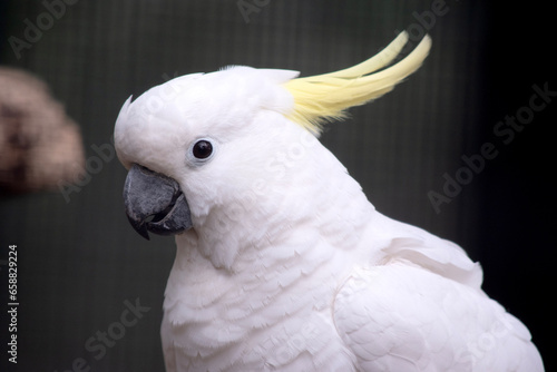 the sulpher crested cockatoo is a white bird with a yellow crest photo