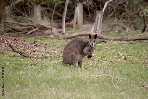 The swamp wallaby has dark brown fur  often with lighter rusty patches on the belly  chest and base of the ears.