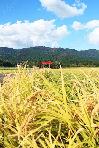 えびのの田んぼに建つ菅原神社の鳥居