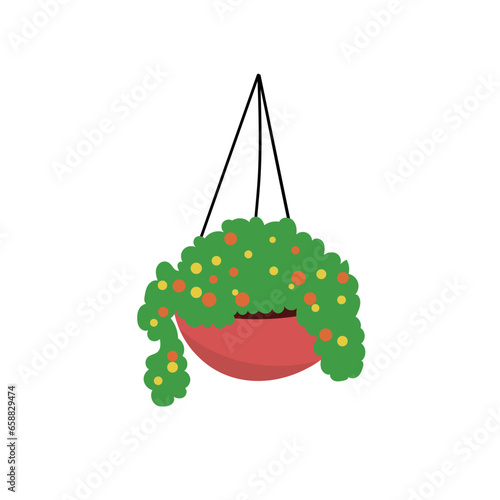 Green houseplant in hanging cachepot on white background