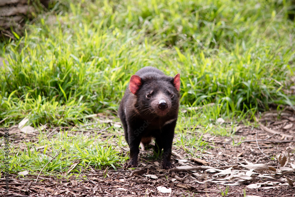 Tasmanian Devils are the size of a small dog. Devils have black fur with a large white stripe across their breast and the odd line on their back. Tasmanian Devils are the size of a small dog. Devils have black fur with a large white stripe across their breast and the odd line on their back.