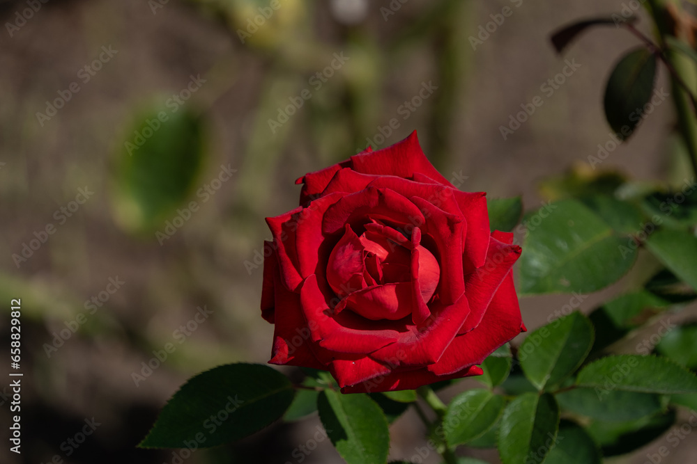 Naklejka premium バラ