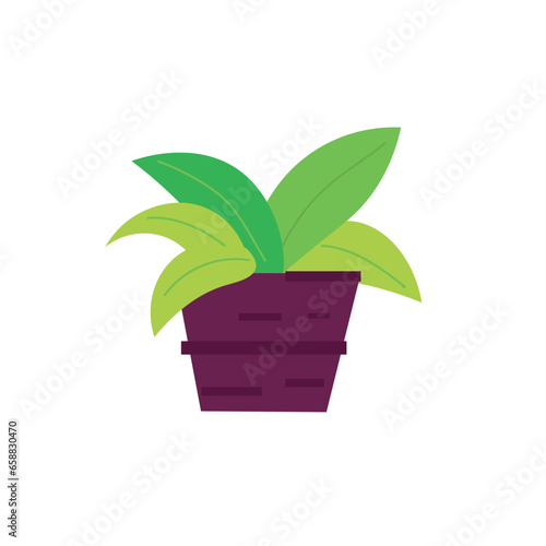 Green houseplant on white background