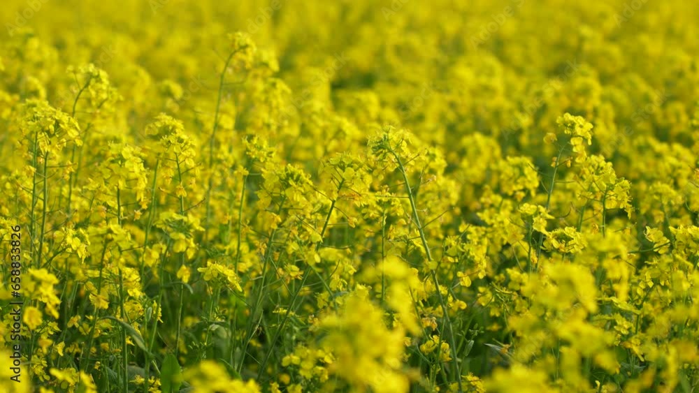 Golden fields of yellow mustard flowers swaying gently in the breeze, a beautiful and serene sight to behold. The bright and cheerful flowers evoke feelings of happiness, joy, and optimism. Golden fields of yellow mustard flowers swaying gently in the breeze, a beautiful and serene sight to behold. The bright and cheerful flowers evoke feelings of happiness, joy, and optimism.