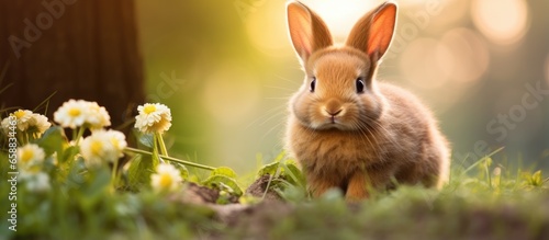 Adorable brown Easter rabbits on green garden background symbol of festival © 2rogan