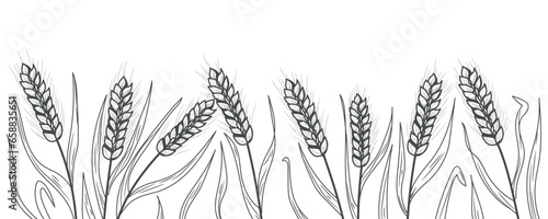 Many drawn spikelets on white background