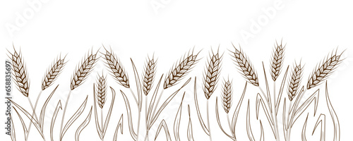 Many drawn spikelets on white background