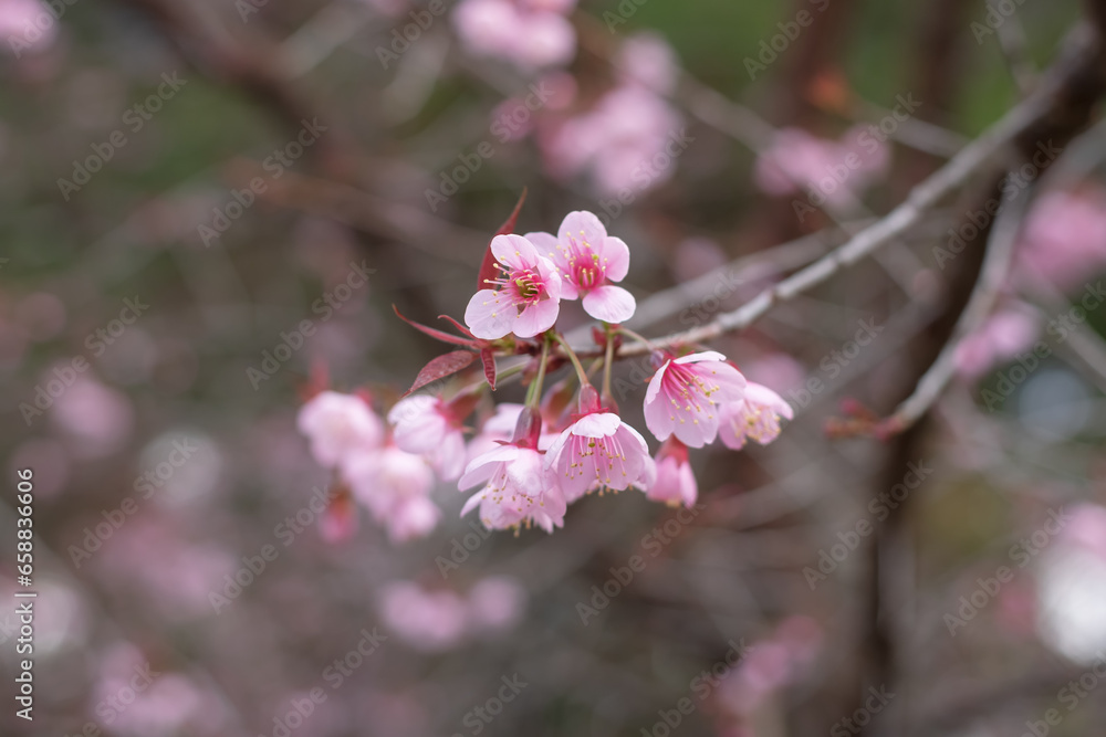 Panoramic beautiful wild Himalayan cherry (Prunus cerasoides) in Thailand. Panoramic beautiful wild Himalayan cherry (Prunus cerasoides) in Thailand.