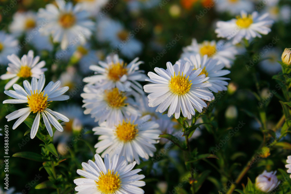 Obraz premium white autumn chrysanthemums