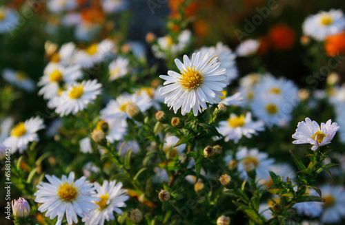 white autumn chrysanthemums  