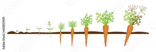 Drawn stages of carrot growth on white background