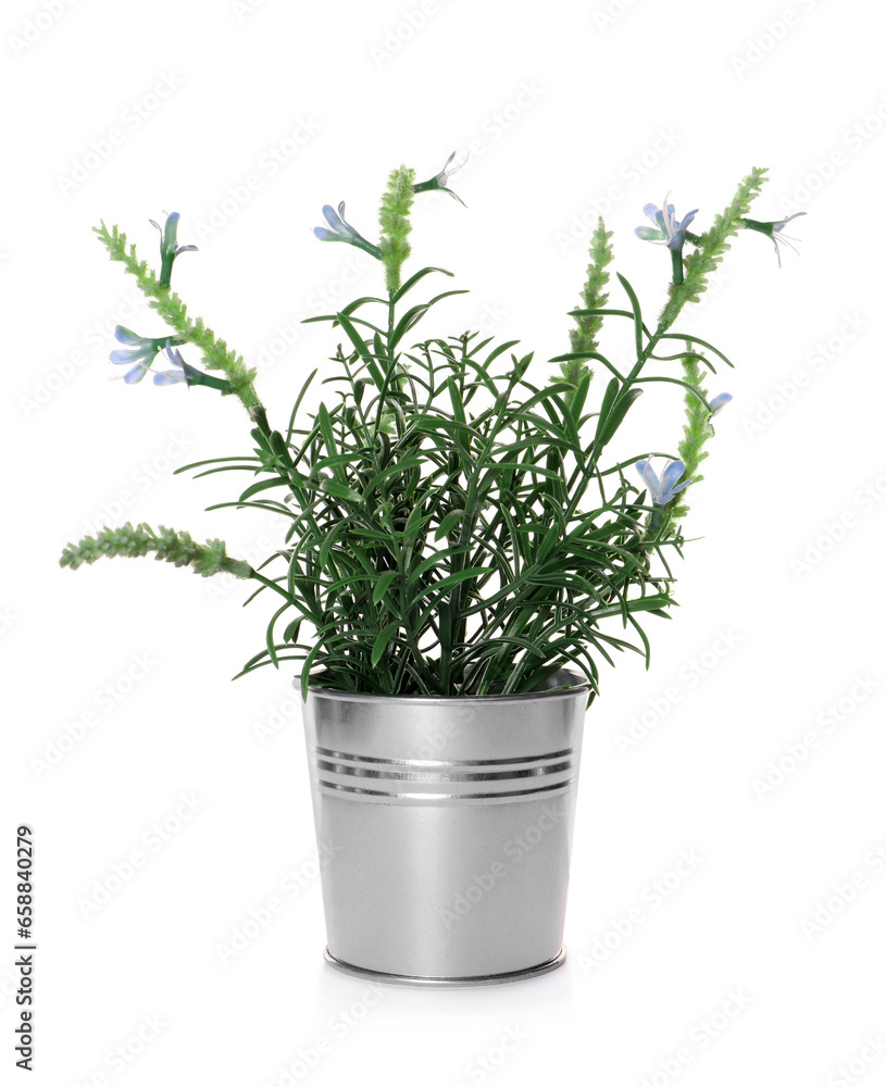 Artificial potted blue lavender flowers on white background. Home decor