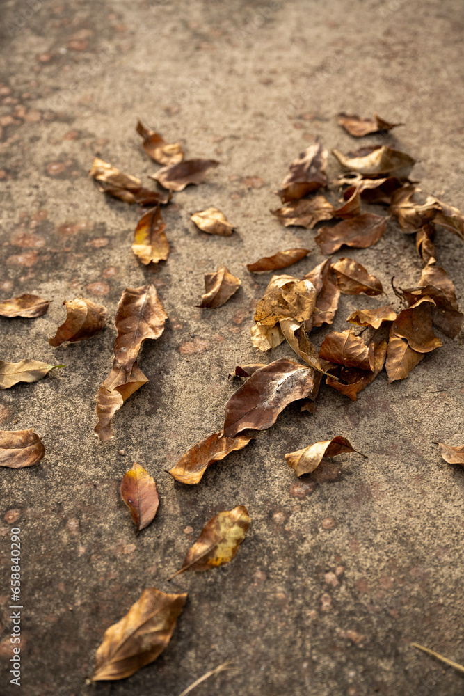 autumn leaves on the ground autumn leaves on the ground