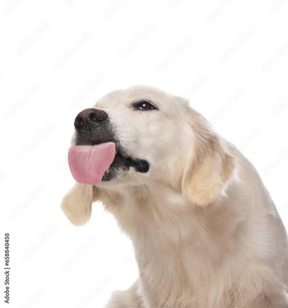 Cute Labrador Retriever showing tongue on white background Cute Labrador Retriever showing tongue on white background