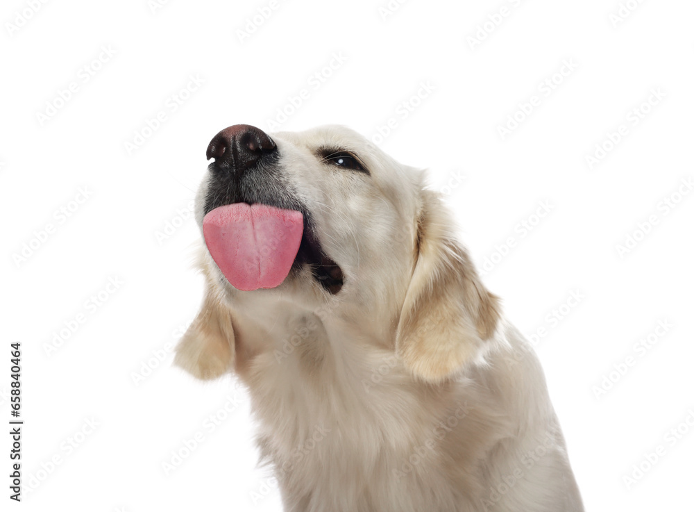 Cute Labrador Retriever showing tongue on white background Cute Labrador Retriever showing tongue on white background