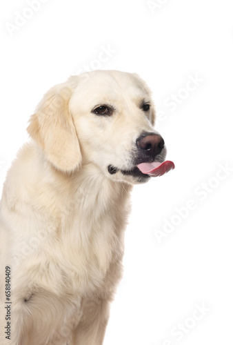 Cute Labrador Retriever showing tongue on white background