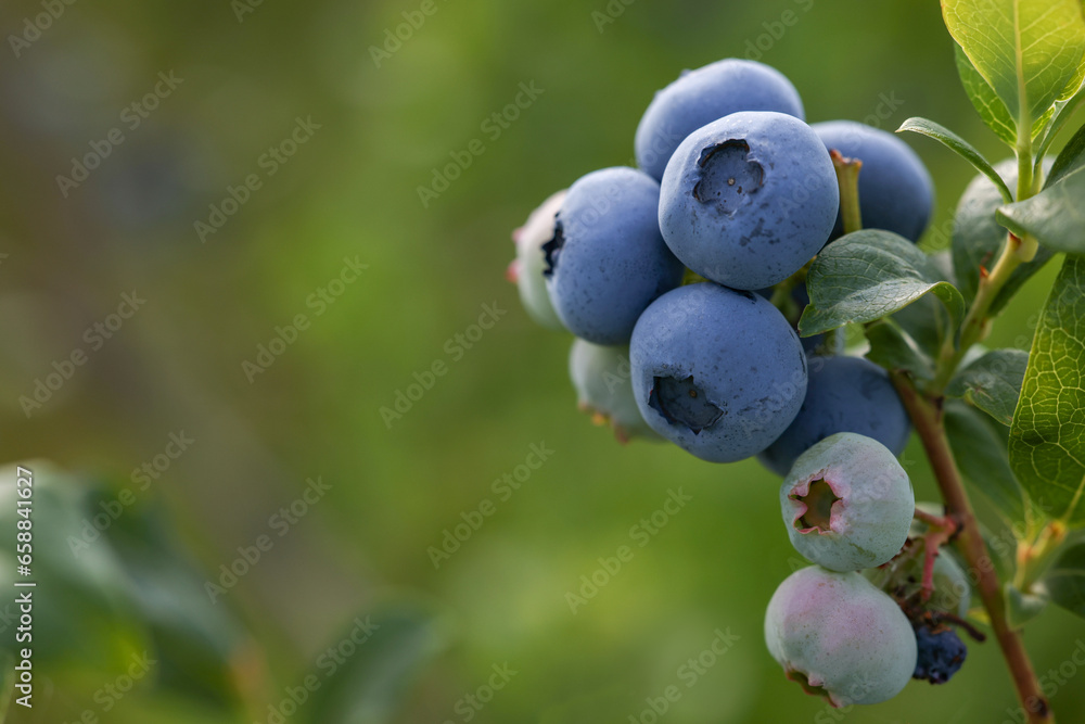 Wild blueberries growing outdoors, closeup and space for text. Seasonal berries Wild blueberries growing outdoors, closeup and space for text. Seasonal berries