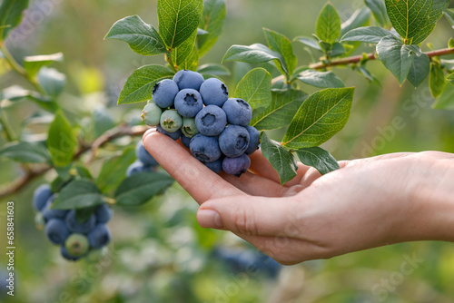 Woman picking up wild blueberries outdoors, closeup. Seasonal berries photo