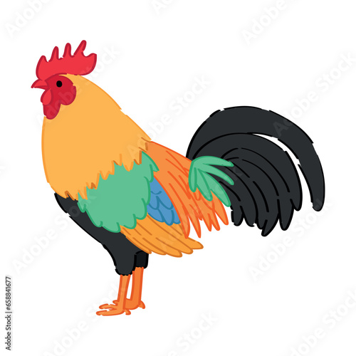 Beautiful rooster on white ...