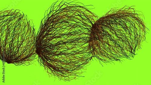 Animation of Tumbleweedon on green screen. Video transition with a dry plant rotating on the ground. 4k stock video with western effect and alpha channel.