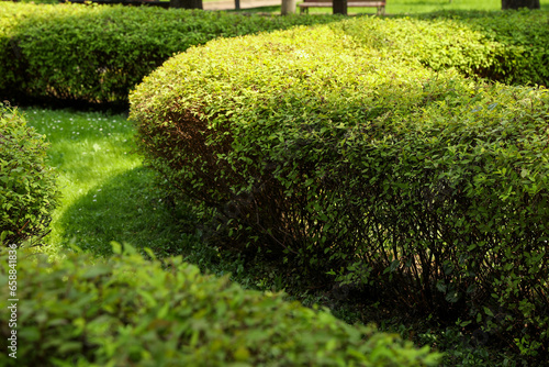 Green hedge growing in park. Gardening and landscaping