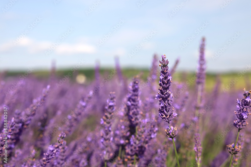 Obraz premium Beautiful blooming lavender growing in field, closeup. Space for text