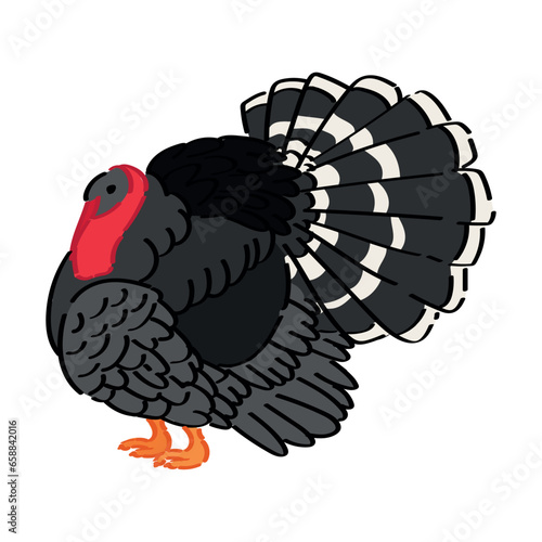 Big turkey on white background